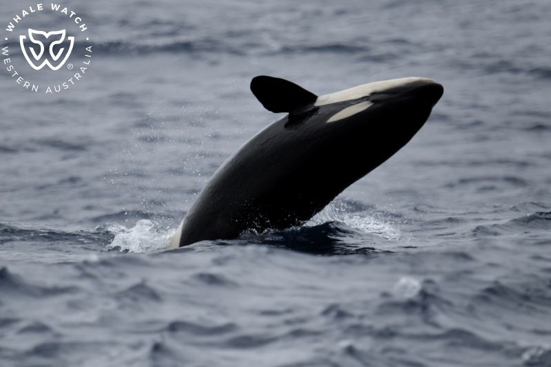 Whale Watch Western Australia