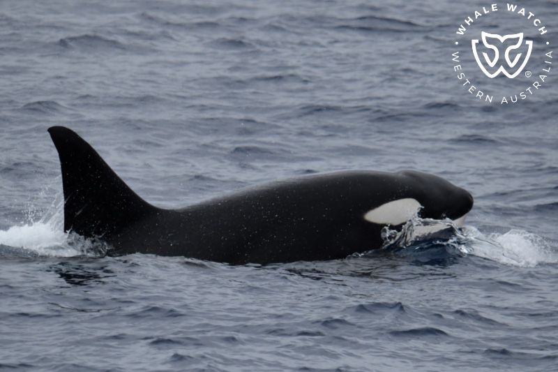 Whale Watch Western Australia