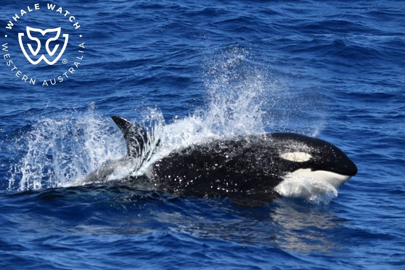 Whale Watch Western Australia