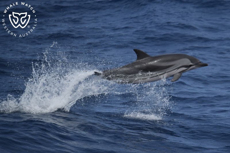Whale Watch Western Australia