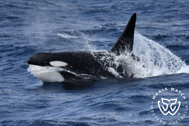 Whale Watch Western Australia