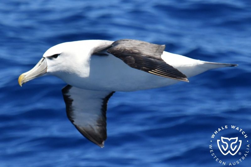 Whale Watch Western Australia