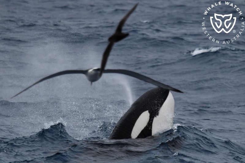 Whale Watch Western Australia