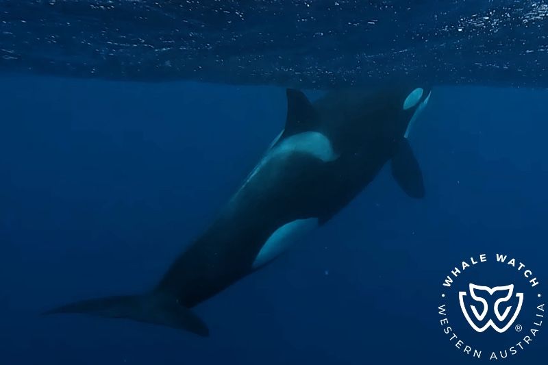 Whale Watch Western Australia