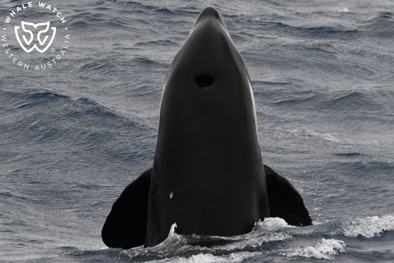 Whale Watch Western Australia