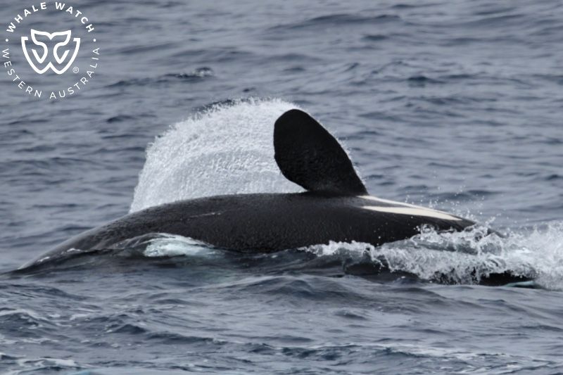Whale Watch Western Australia