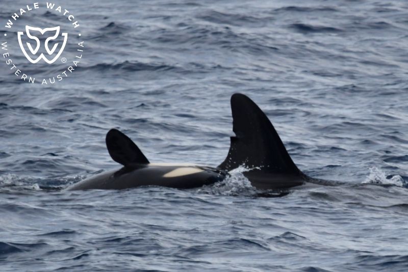 Whale Watch Western Australia