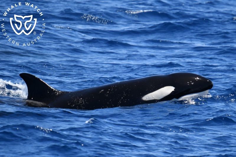 Whale Watch Western Australia