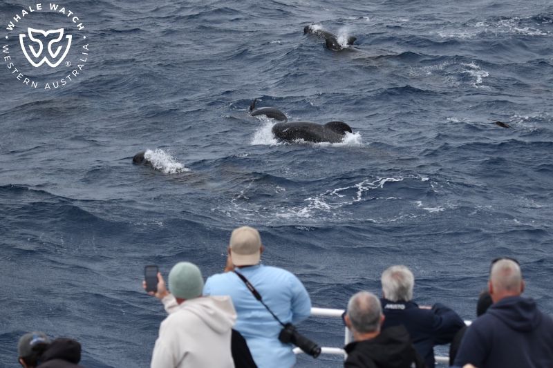 Whale Watch Western Australia