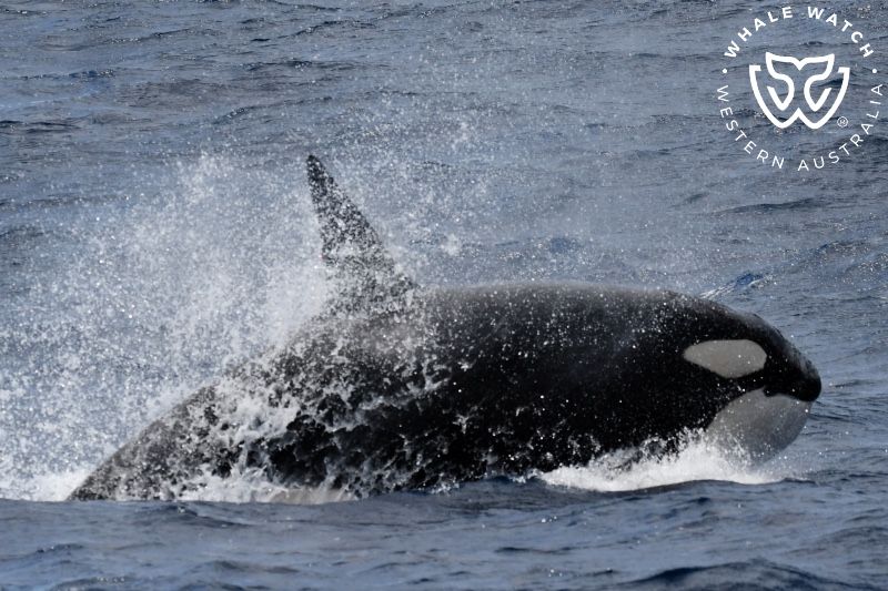 Whale Watch Western Australia