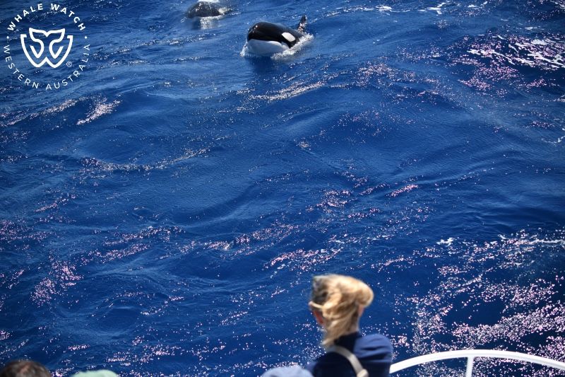 Whale Watch Western Australia