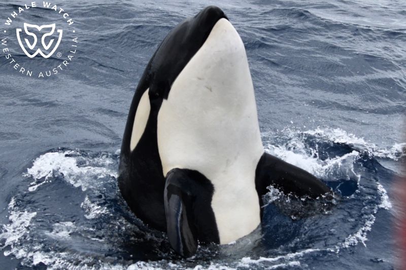 Whale Watch Western Australia