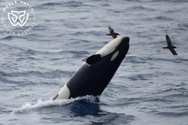 Whale Watch Western Australia
