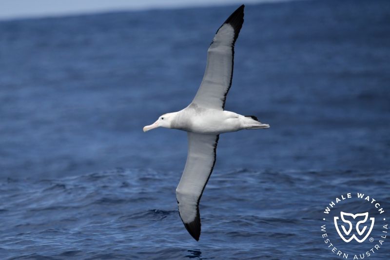 Whale Watch Western Australia