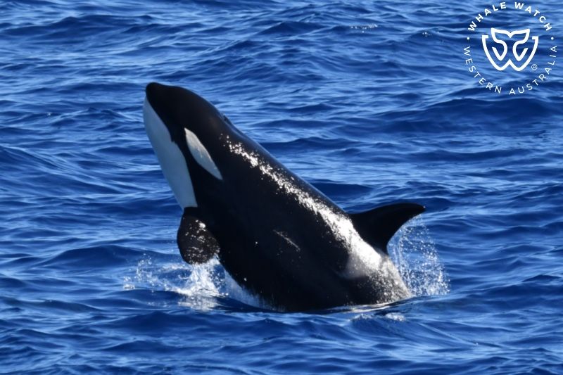 Whale Watch Western Australia