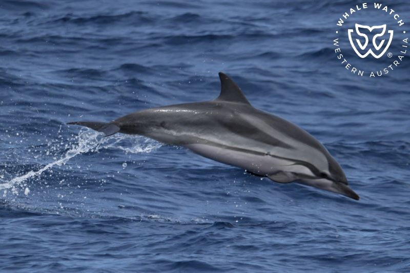 Whale Watch Western Australia