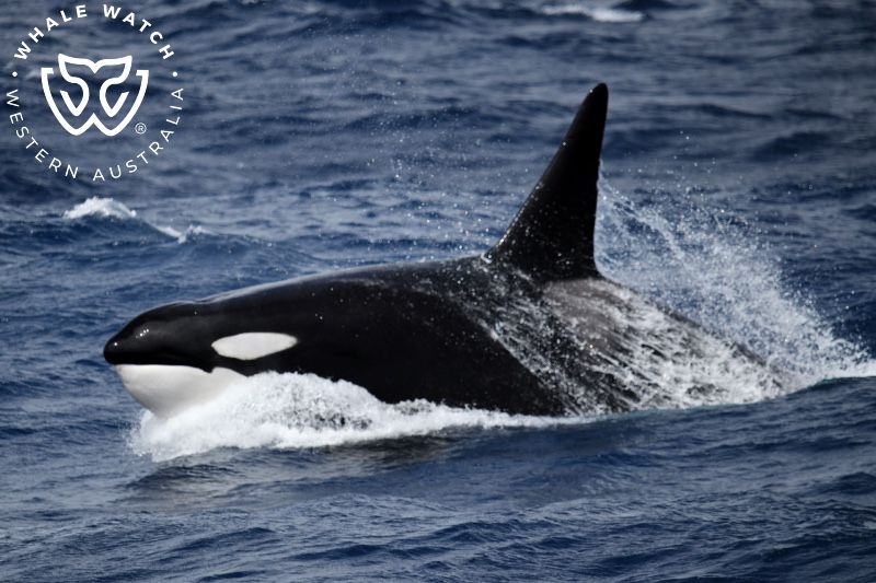 Whale Watch Western Australia