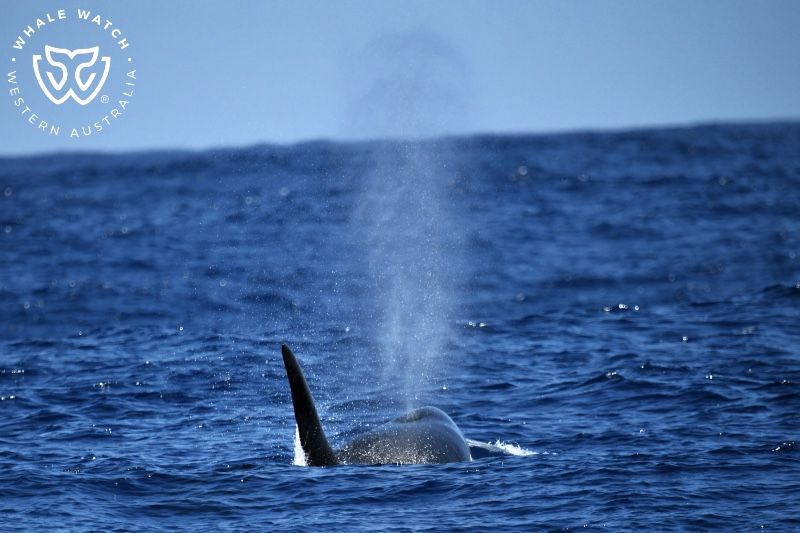 Whale Watch Western Australia