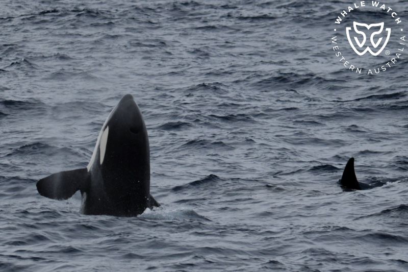 Whale Watch Western Australia
