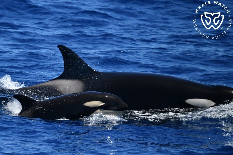 Whale Watch Western Australia
