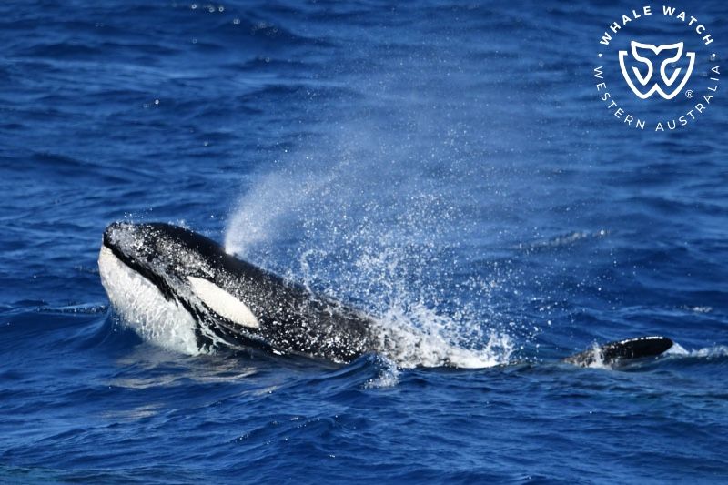 Whale Watch Western Australia