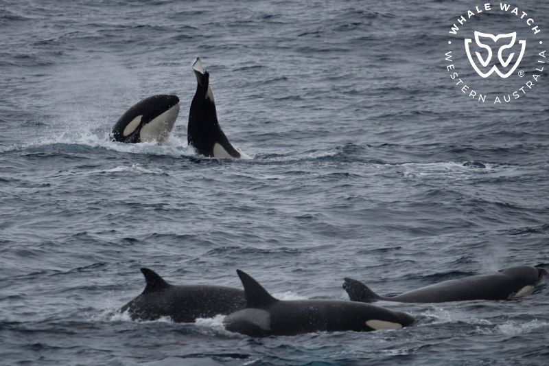 Whale Watch Western Australia