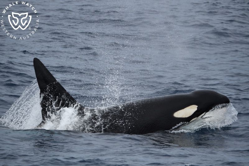 Whale Watch Western Australia