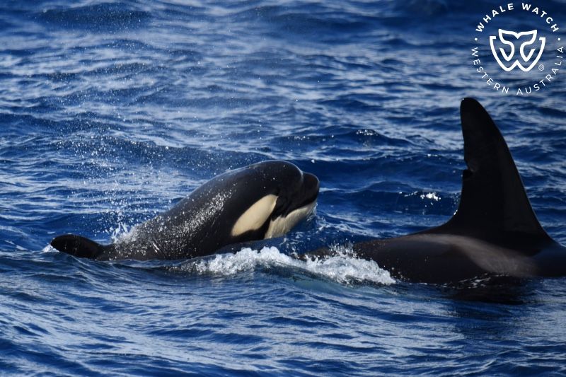 Whale Watch Western Australia