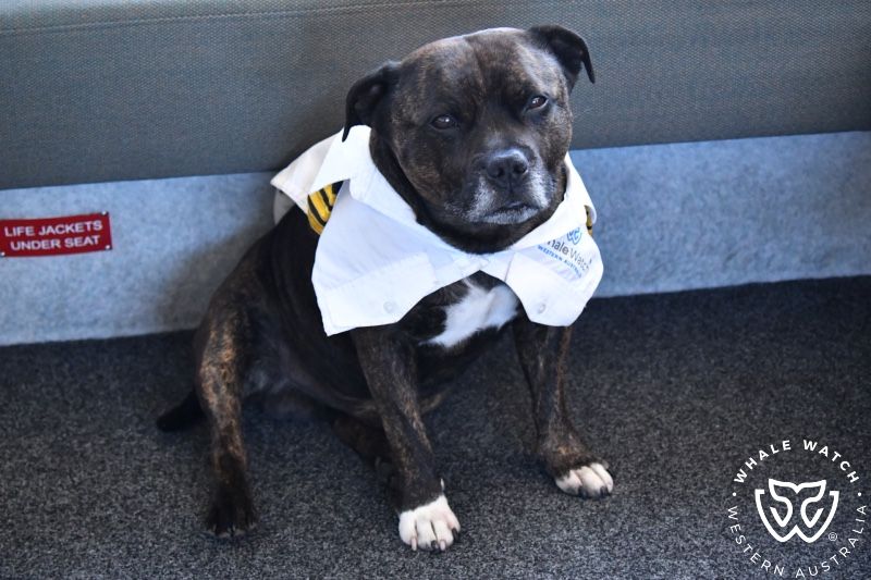 Whale Watch Western Australia