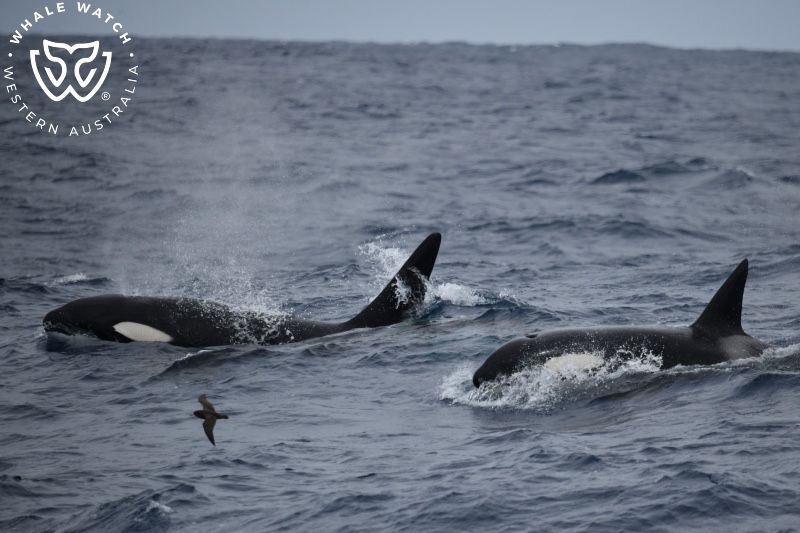 Whale Watch Western Australia
