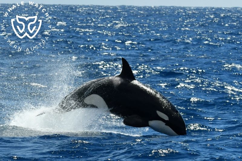 Whale Watch Western Australia