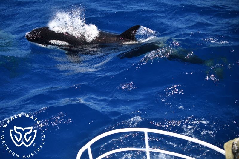 Whale Watch Western Australia
