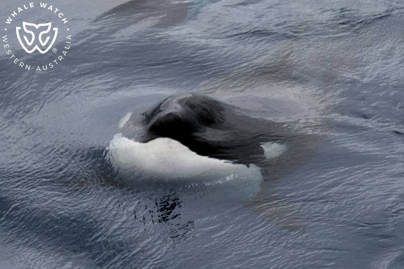 Whale Watch Western Australia