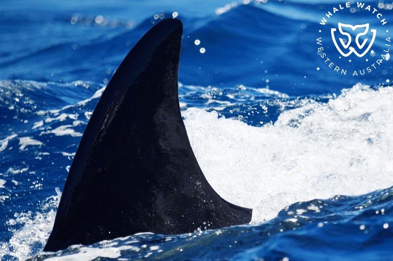 Whale Watch Western Australia