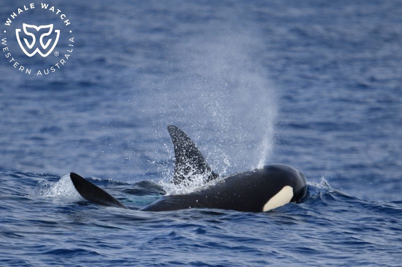 Whale Watch Western Australia