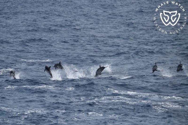 Whale Watch Western Australia