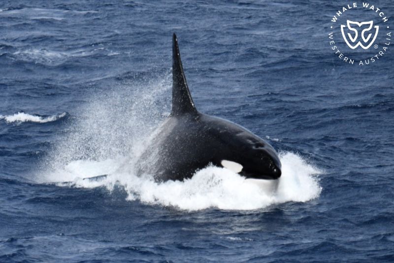 Whale Watch Western Australia
