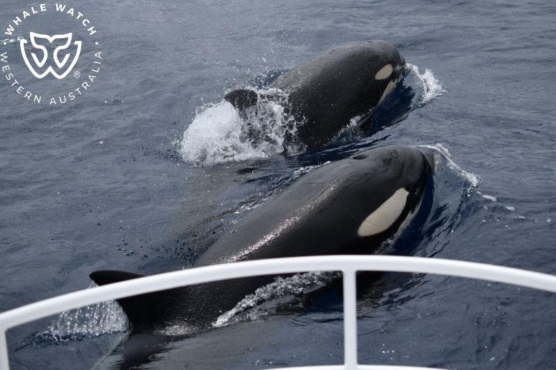Whale Watch Western Australia