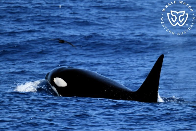 Whale Watch Western Australia