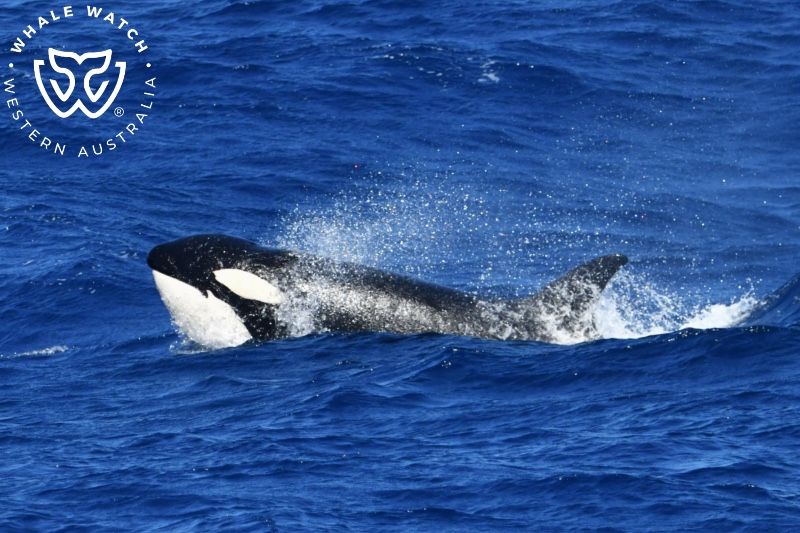 Whale Watch Western Australia