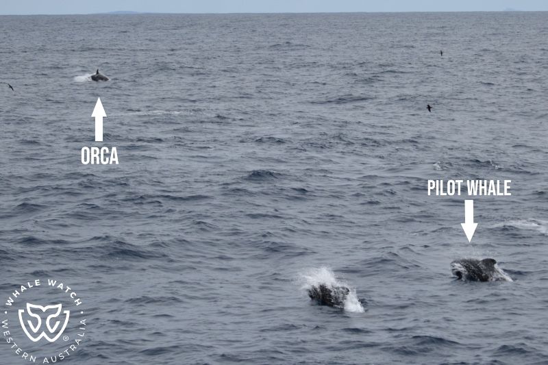 Whale Watch Western Australia