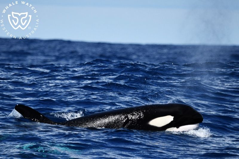 Whale Watch Western Australia