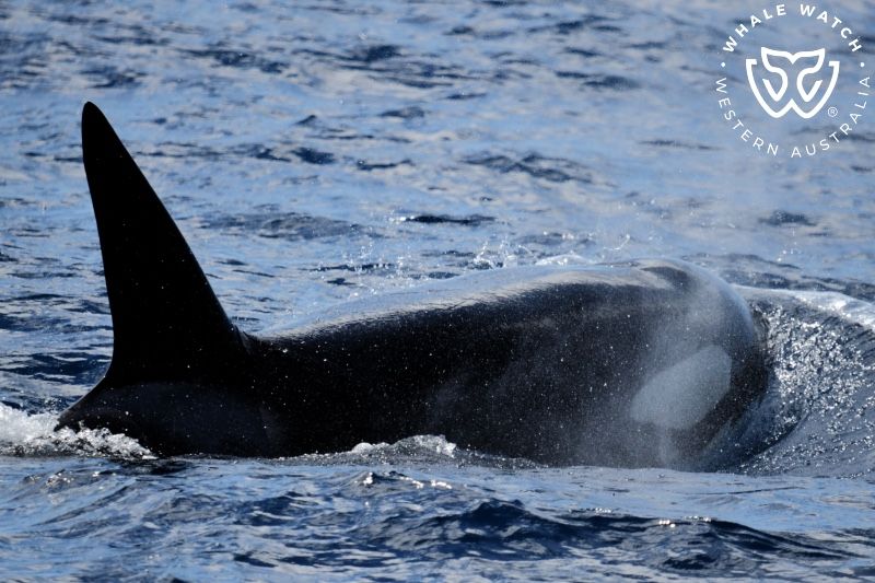 Whale Watch Western Australia