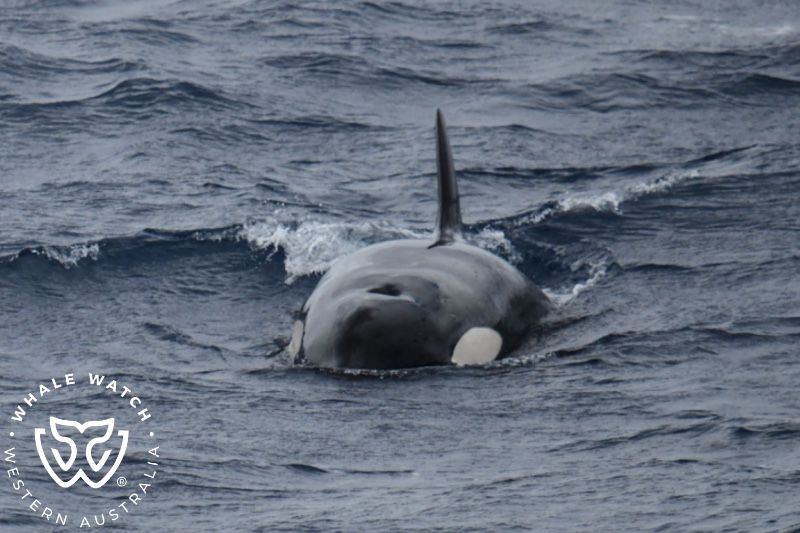 Whale Watch Western Australia