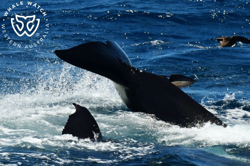 Whale Watch Western Australia
