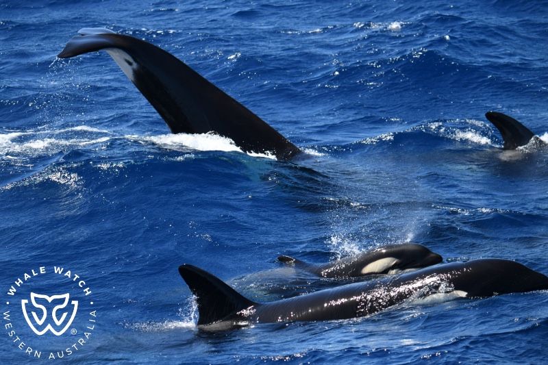 Whale Watch Western Australia