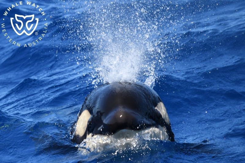 Whale Watch Western Australia