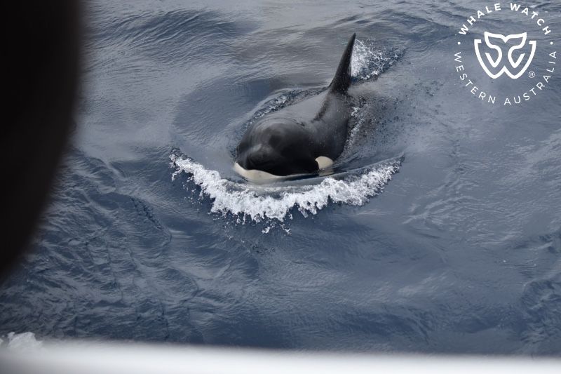 Whale Watch Western Australia