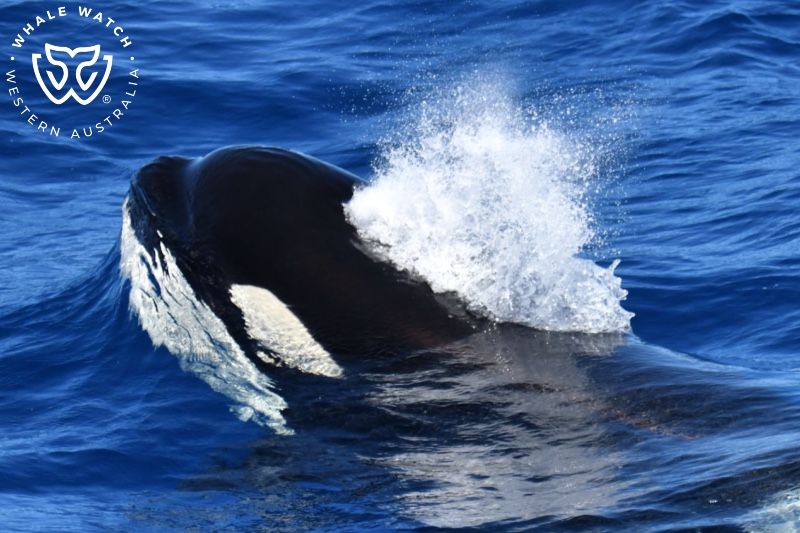 Whale Watch Western Australia