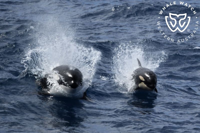Whale Watch Western Australia